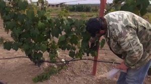 Северный виноград (сорта винограда)