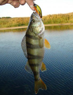 Время проведенное на рыбалке не зачитывается  в счет прожитой жизни.