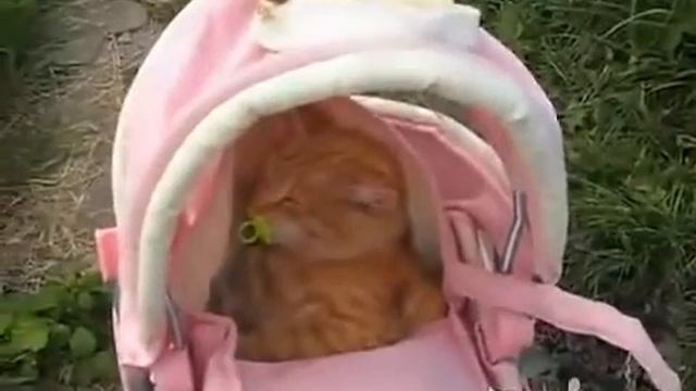 Девочка переодела кота!!! Вот что получилось! смотреть онлайн