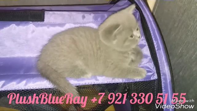 Британский котёнок умывается. Питомник PlushBlueRay +7 921 330 51 55 смотреть онлайн