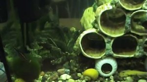 Как рак линяет. Пресноводный аквариум с австралийскими и кубинскими раками.