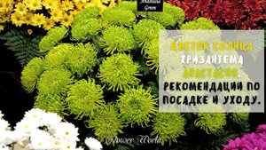 Цветок солнца хризантема Анастасия. Рекомендации по посадке и уходу.?