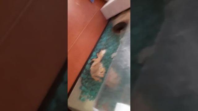 Линька радужного краба часть3