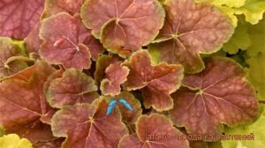 Гейхера гибридная Миракл (heuchera miracle) ? Миракл обзор: как сажать, саженцы гейхеры Миракл