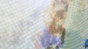 Раки на передержке в обычном каркасном бассейне. Бизнес идея.