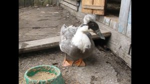 КОРМЛЕНИЕ ПРОСТЫХ ИНДОУТОК ДЛЯ ХОРОШЕГО РОСТА, ХОХЛАТАЯ УТКА, ИСТОРИЯ СПАСЕНИЯ.