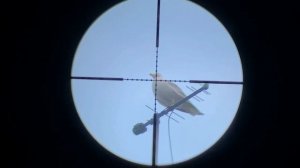 Охота на морских чаек с пневматикой, кроухантинг, Crow Hunting 2022 июль ч.1