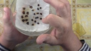 Результат проращивания семян тюльпанов