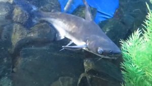 Панцирник длиннорылый,СОМ ВЫМПЕЛЬНЫЙ АКУЛИЙ,Цихла оцеллярис ленточная и Птеригоплихт парчевый альби