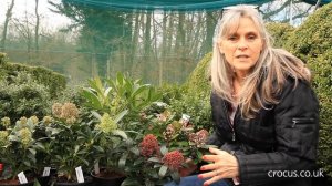 How to grow Skimmias | Crocus.co.uk