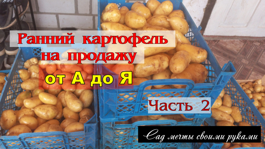 Ранний картофель на продажу от А до Я (часть 2) / Тепличный бизнес с нуля