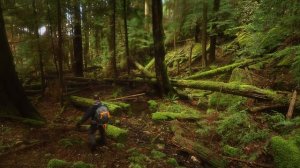 Star Trails on Gambier Island