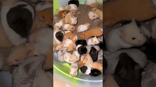 ферма хомячков