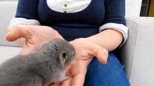 Meet my baby chinchillas, including Royal Persian Angora chinchillas