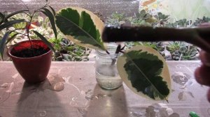 ЧЕРЕНОК В ВОДЕ ЗАГНИЛ. СПАСЕМ !!