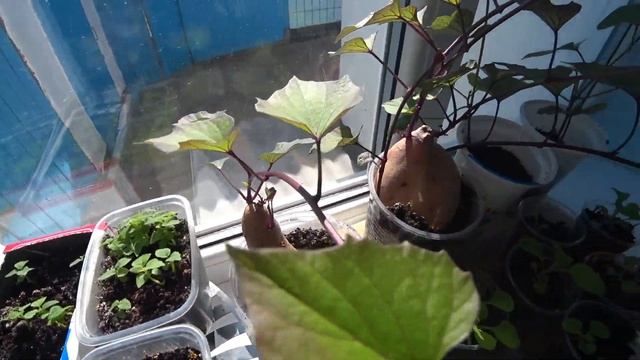 Чудо улитки, в праздник природа оживает а мы отдыхаем. смотреть онлайн