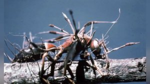 гриб зомби муравьев или же Кордицепс однобокий интересные факты