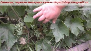 Шабреву Оплодотворение молодого куста винограда . Пузенко Наталья Лариасовна