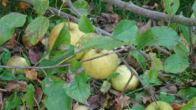 Valse - A. Meissonnier смотреть онлайн