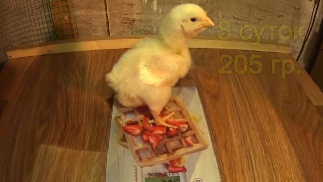 Как цыплята бройлера набирают вес ВЕС ПО СУТКАМ ДО 14 дней смотреть онлайн