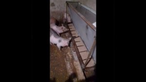 правильное кормление свиней, или как построить бункерную кормушку самому.