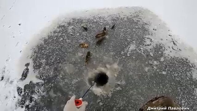 УРА!!! ПЕРВЫЙ ЛЁД!!! ТОЛЬКО ОПУСТИЛ И СРАЗУ КЛЮЁТ! Открываю зимний сезон! Ловля РОТАНА на сало.