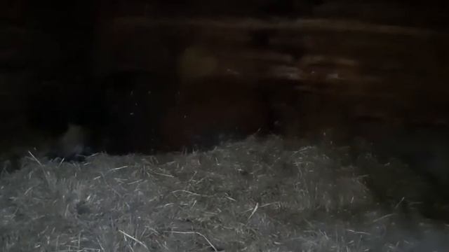 Венгерская мангалица, опорос от начала до конца.
