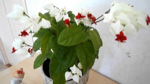 Клеродендрум Томсона уход в домашних условиях: видео. Дерево судьбы. Цветок невинная любовь.