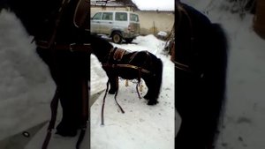 Пони запрягаем в сани. Евроупряжь в селе.