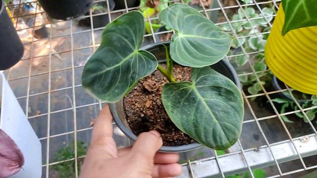 Rare plants combo offer#plant sale#Lins diary смотреть онлайн