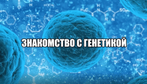 Знакомство с генетикой