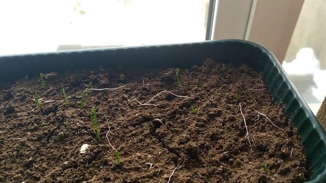 Лук Эксибишен и Богатырская сила из семян смотреть онлайн