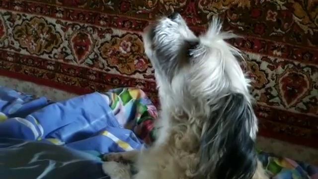 Dog Sings Opera "Madama Butterfly" смотреть онлайн