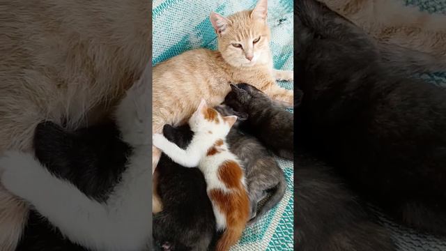 ✅МАМА КОШКА🐈кормит котят🥰СМОТРЕТЬ ВСЕМ✋👋 #crimea #новости #крым #котикиправятмиром #отдыхвкрыму