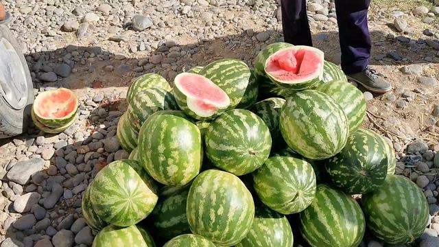 нархи тарбуз харбуза меваги 2020 нархи бозор Тоҷикистон