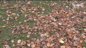 КАК ПОДГОТОВИТЬ ДЕРЕВЬЯ К ЗИМЕ