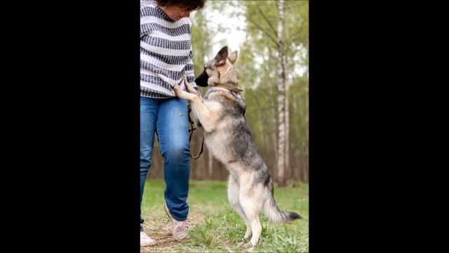 Собачка Кукла ищет хозяев г.Ногинск Куратор Ирина 8(977)711-20-66 смотреть онлайн