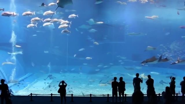 Смотри и наслаждайся