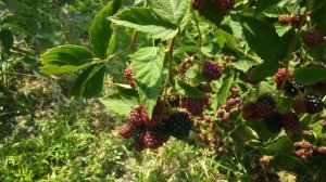Обзор ежевики сорта Торнфри/ Blackberry Tornfree