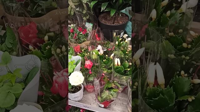 #декабрист смотреть онлайн