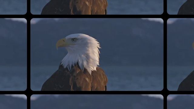 Мир дикой природы.Смешные домашние животные. #домашниекошки #домашние_животные #дикая_природа #мир