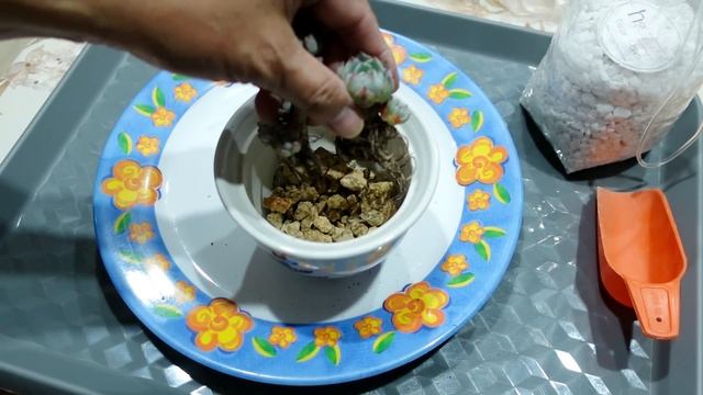 Plant Haul Unboxing & Pot Up Echeveria Elegans Hybrids смотреть онлайн