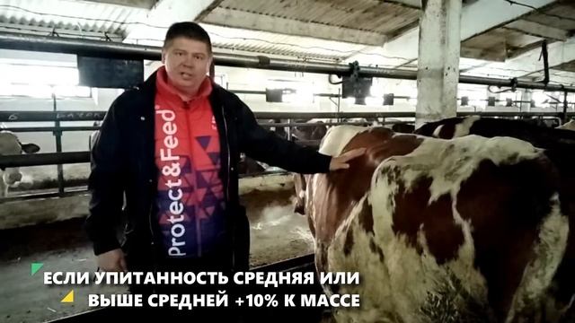 Как определить вес крс. Определение веса телят и коров методом взятия промеров.