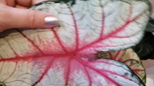 Мои самые красивые и любимые цветочки ?? смотреть онлайн