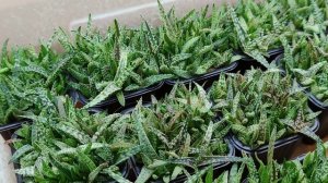 Посев семян кактусов и суккулентов, обзор моих сеянцев кактусов, алоэ, хавортий и тп