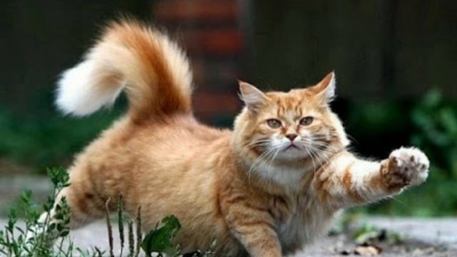 Есть друзья , а для них у друзей нет выходных смотреть онлайн