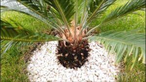 Цикас революта (Cycas revoluta) Обзор