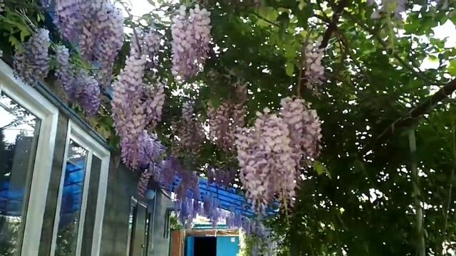 Глициния.
