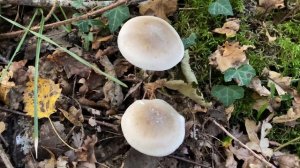 Clitocybe nebularis (Говорушка дымчатая, Рядовка дымчатая), October 27, 2021