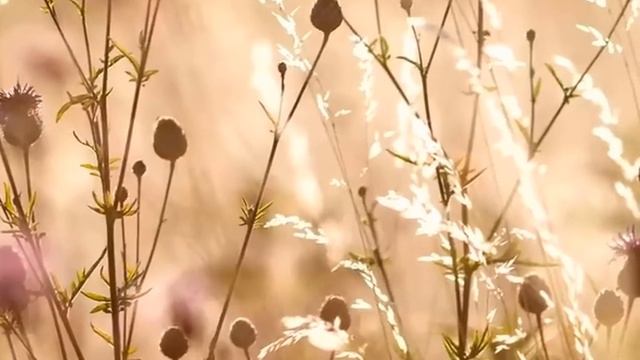 В тайне он завел любовницу . Но, его ждал сюрприз , это он запомнил на всю жизнь... смотреть онлайн